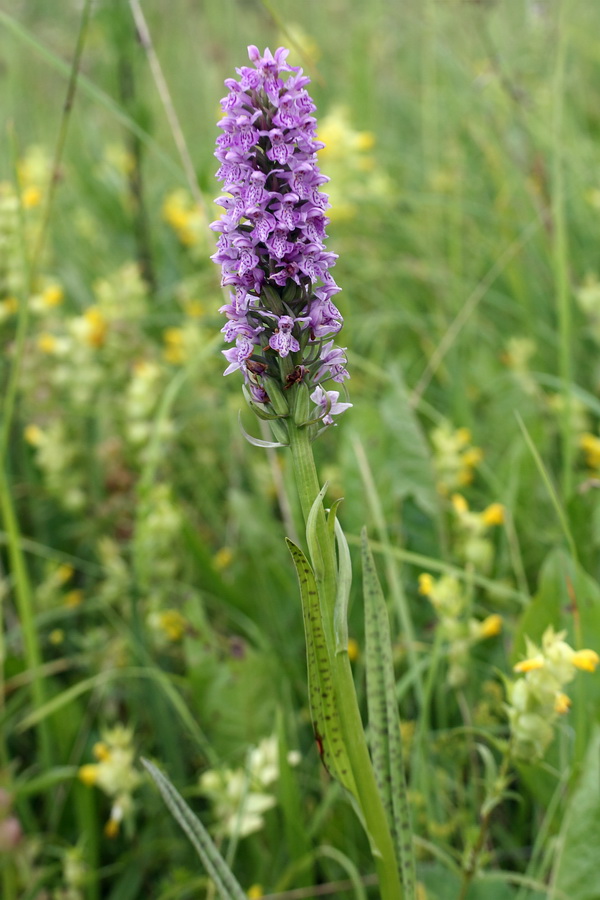 Изображение особи Dactylorhiza baltica.