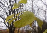 Catalpa bignonioides. Верхушка побега с листьями в осенней окраске (пневая поросль). Тверская обл., г. Тверь, Пролетарский р-н, Китайский парк, в озеленении. 4 ноября 2020 г.