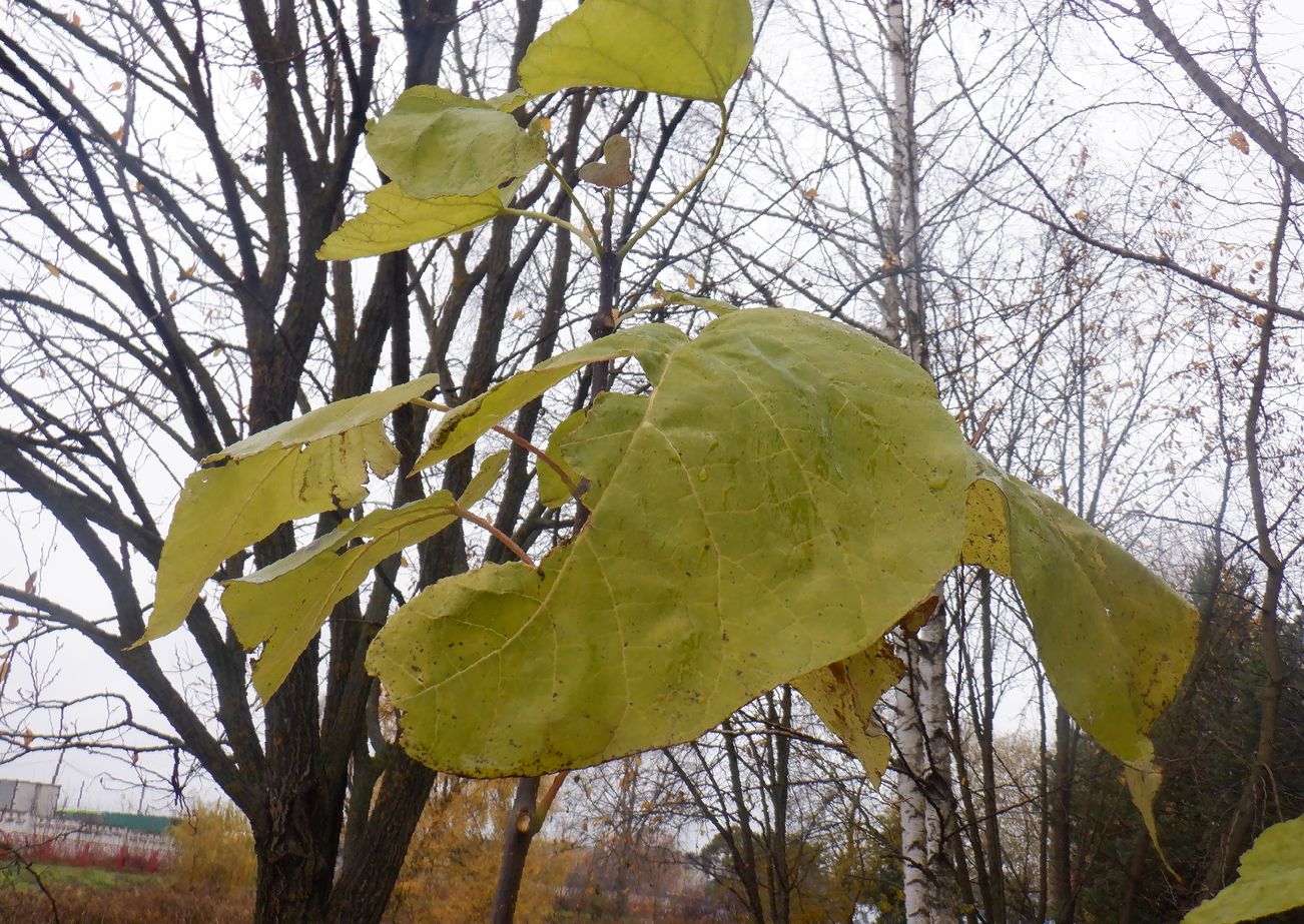 Image of Catalpa bignonioides specimen.