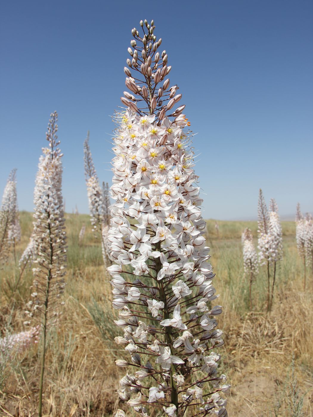 Изображение особи Eremurus olgae.