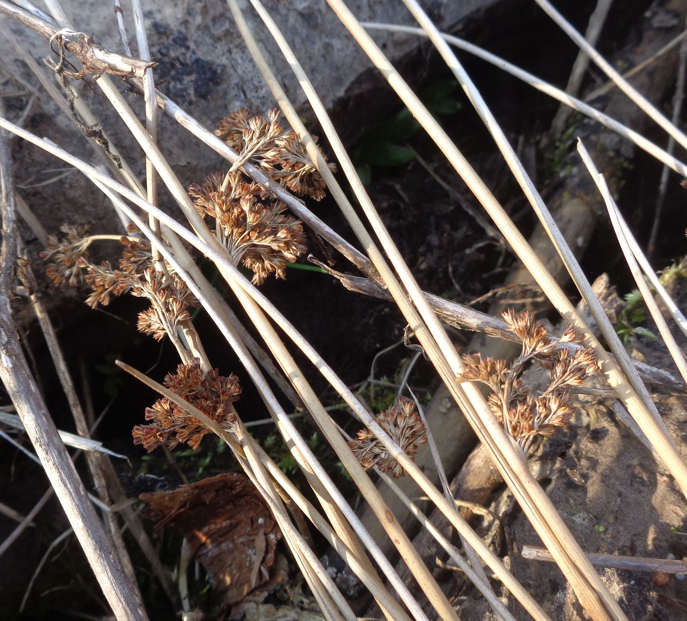 Изображение особи Juncus effusus.