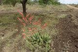 Aloe secundiflora