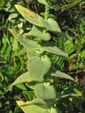 Linaria genistifolia subspecies dalmatica. Часть побега. Хорватия, Дубровник, гора Srd, травянистый склон с одиночными кустарниками. 28 августа 2010 г.