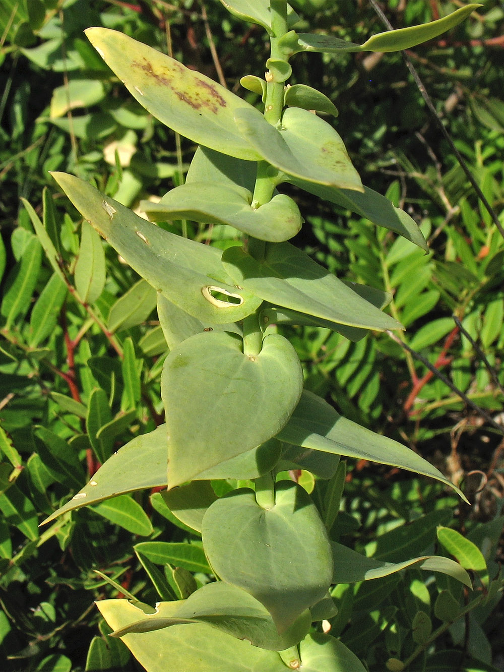 Изображение особи Linaria genistifolia ssp. dalmatica.