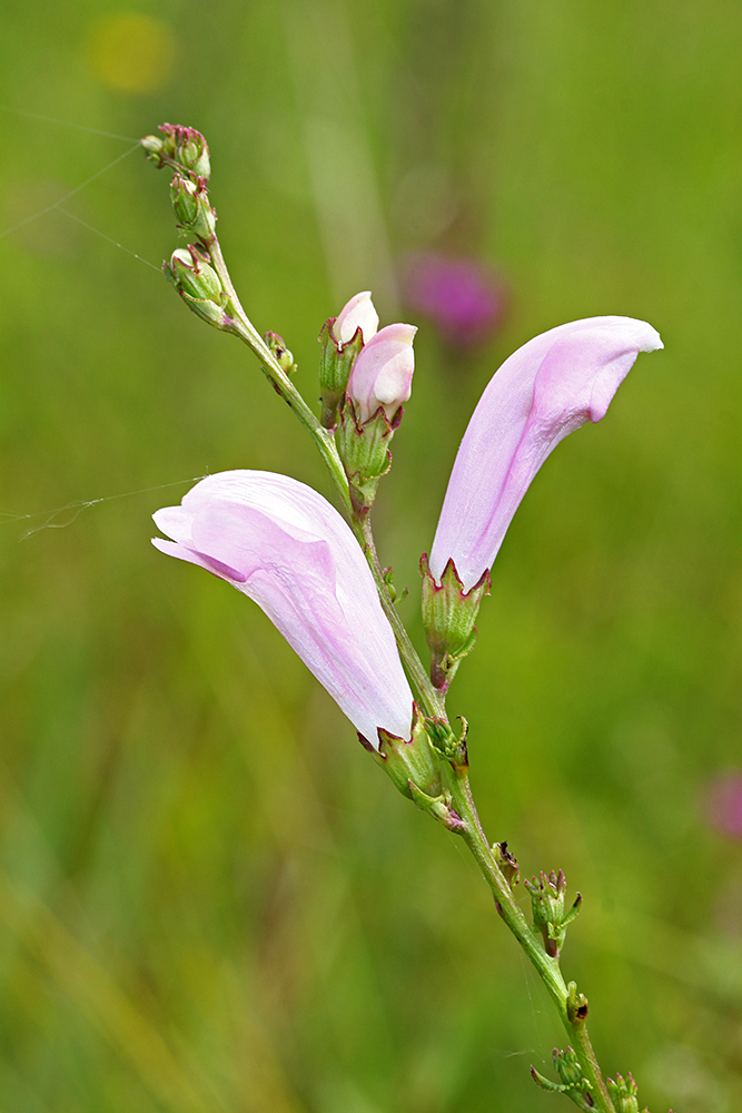 Image of Pedicularis grandiflora specimen.