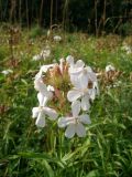 Saponaria officinalis