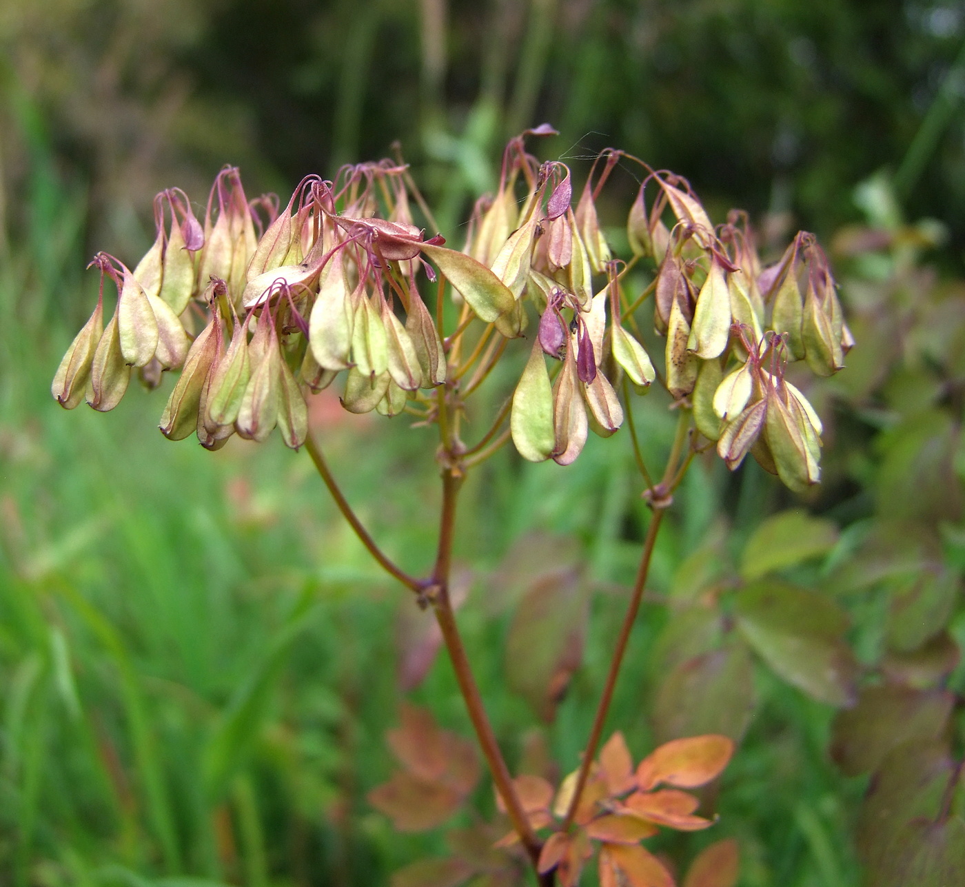 Image of Thalictrum contortum specimen.