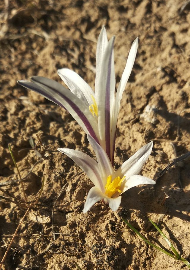 Изображение особи Colchicum kesselringii.