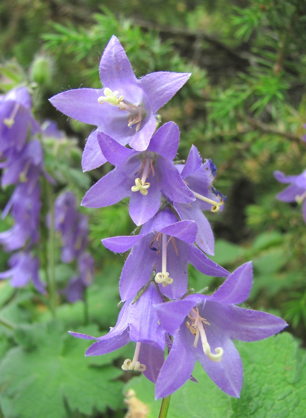 Изображение особи Campanula sarmatica.