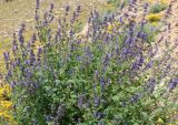 Nepeta grandiflora