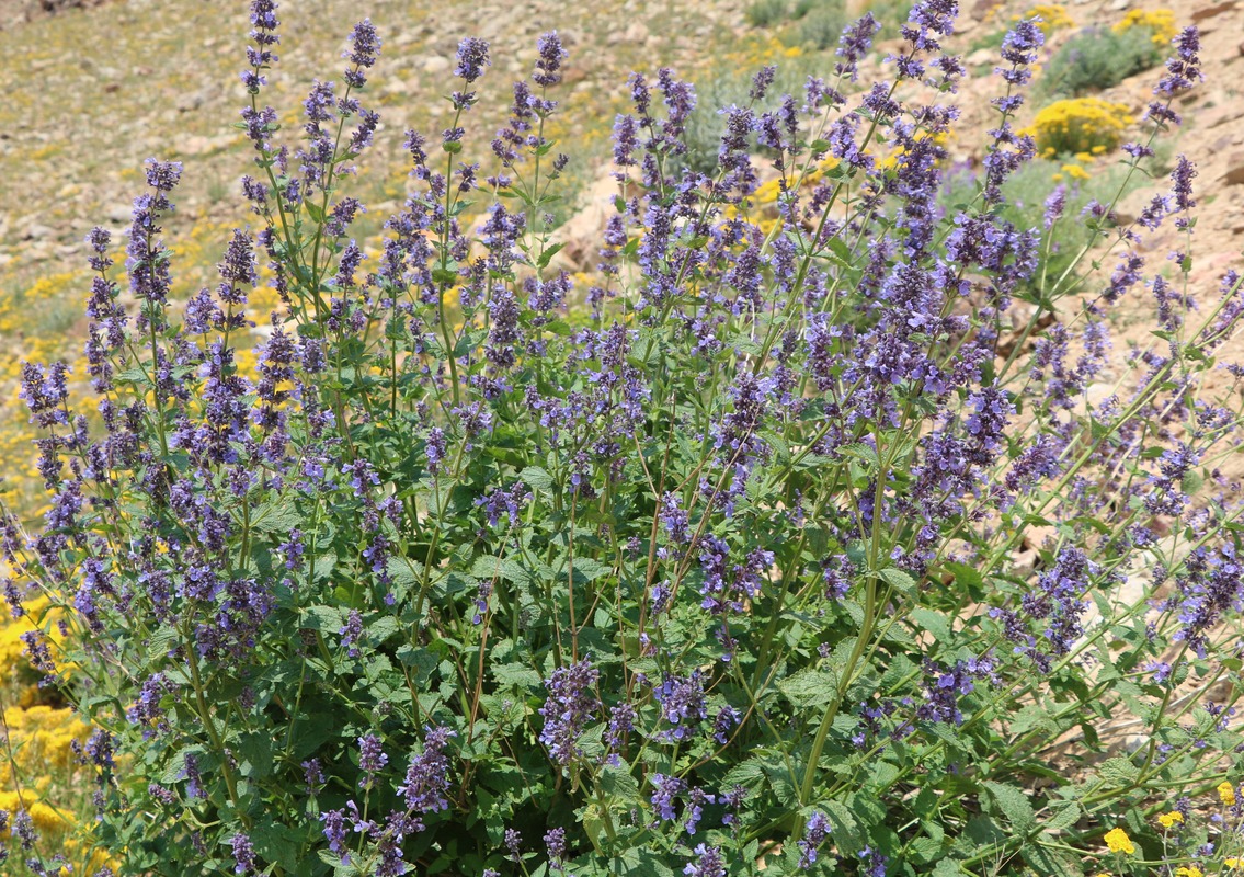 Image of Nepeta grandiflora specimen.