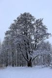 Alnus glutinosa. Покоящееся растение. Санкт-Петербург, Кронштадтский р-н, о. Котлин, заказник «Западный Котлин», на берегу Финского залива. 31.03.2021.