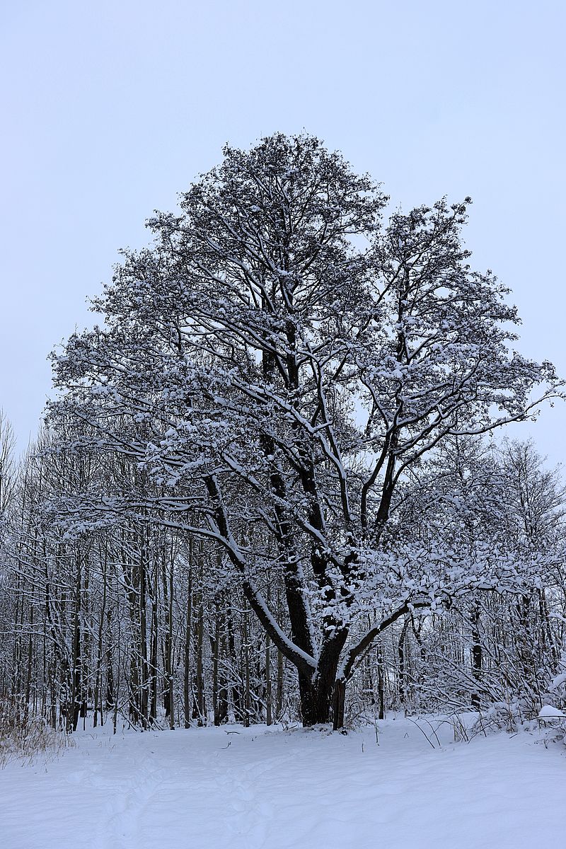 Image of Alnus glutinosa specimen.