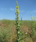 Verbascum densiflorum. Цветущие растения. Краснодарский край, м/о Анапа, окр. станицы Благовещенская, Витязевский лиман, степь на берегу лимана. 05.06.2019.