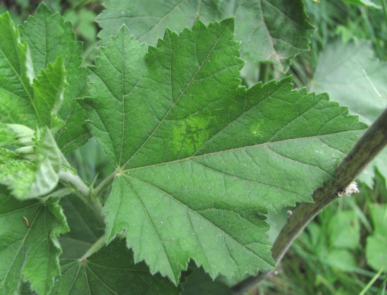 Image of Althaea armeniaca specimen.