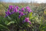 Iris pumila