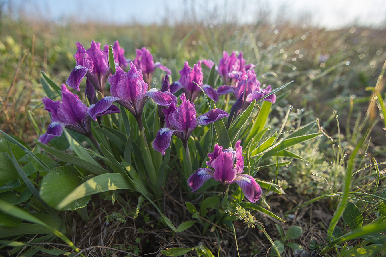 Image of Iris pumila specimen.