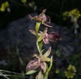 Ophrys mammosa