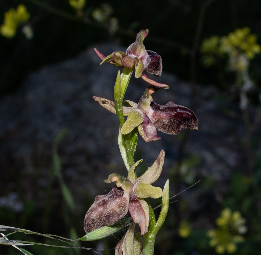 Изображение особи Ophrys mammosa.