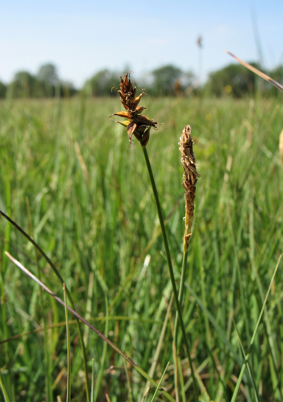 Image of Carex dioica specimen.