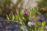 Vicia cordata