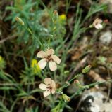 Dianthus marschallii