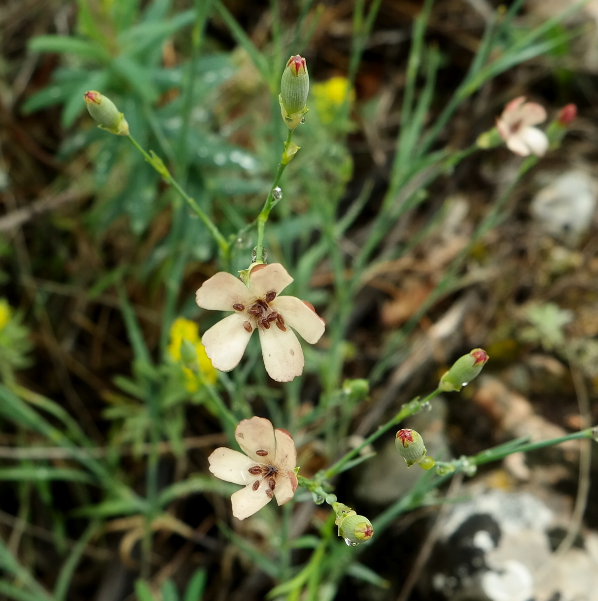 Изображение особи Dianthus marschallii.