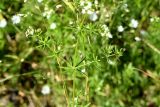 Galium album. Срединная часть побега. Санкт-Петербург, Приморский р-н, окр. пересечения Туполевской ул. и Комендантского просп., у края тротуара. 19.06.2021.