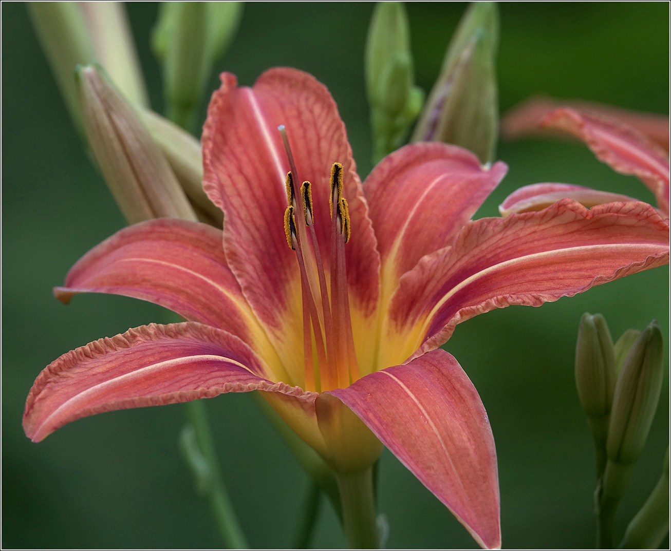 Image of Hemerocallis &times; hybrida specimen.