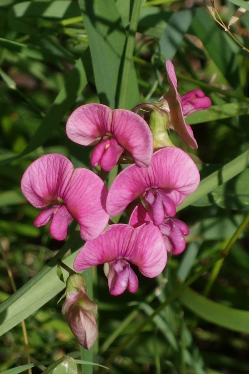 Изображение особи Lathyrus sylvestris.