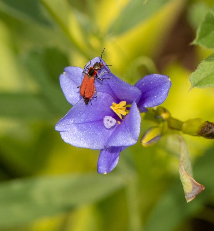 Image of Aristea ecklonii specimen.