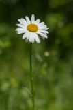 Leucanthemum vulgare. Соцветие. Краснодарский край, Абинский р-н, окр. станицы Шапсугская, дубово-грабовый лес. 15.06.2021.