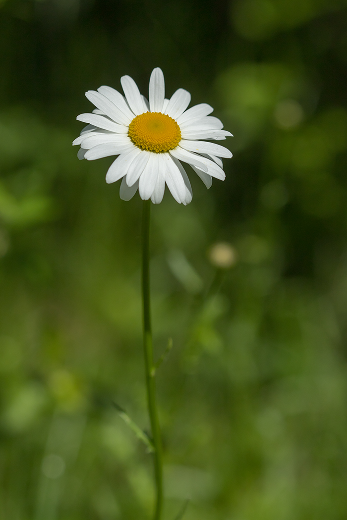 Image of Leucanthemum vulgare specimen.