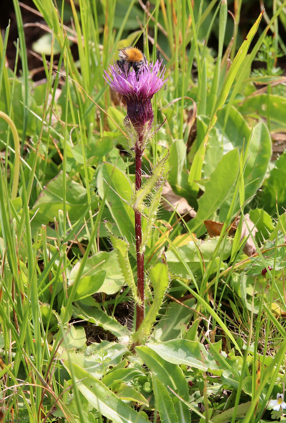 Изображение особи Cirsium simplex.