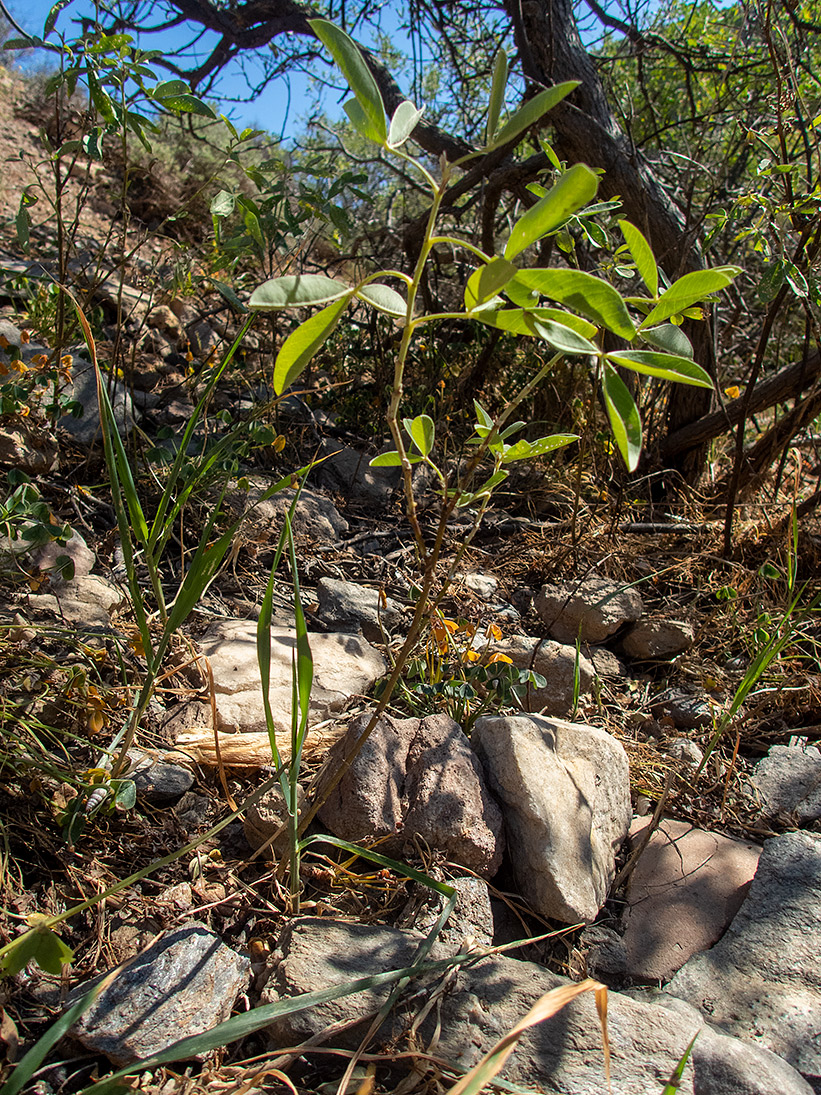 Image of Anagyris foetida specimen.