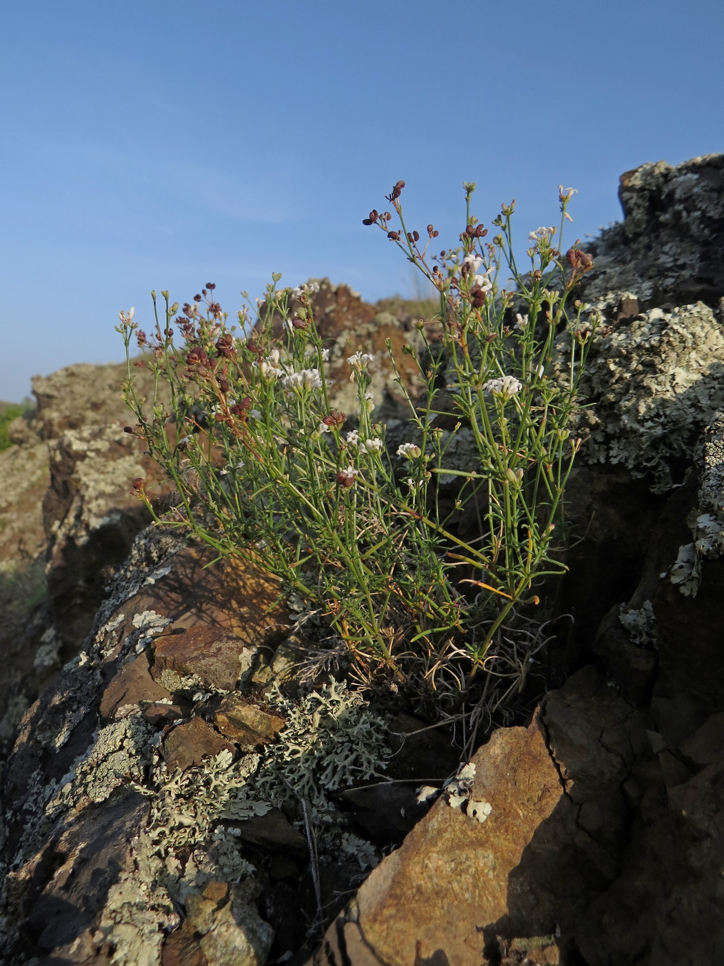 Image of Asperula petraea specimen.