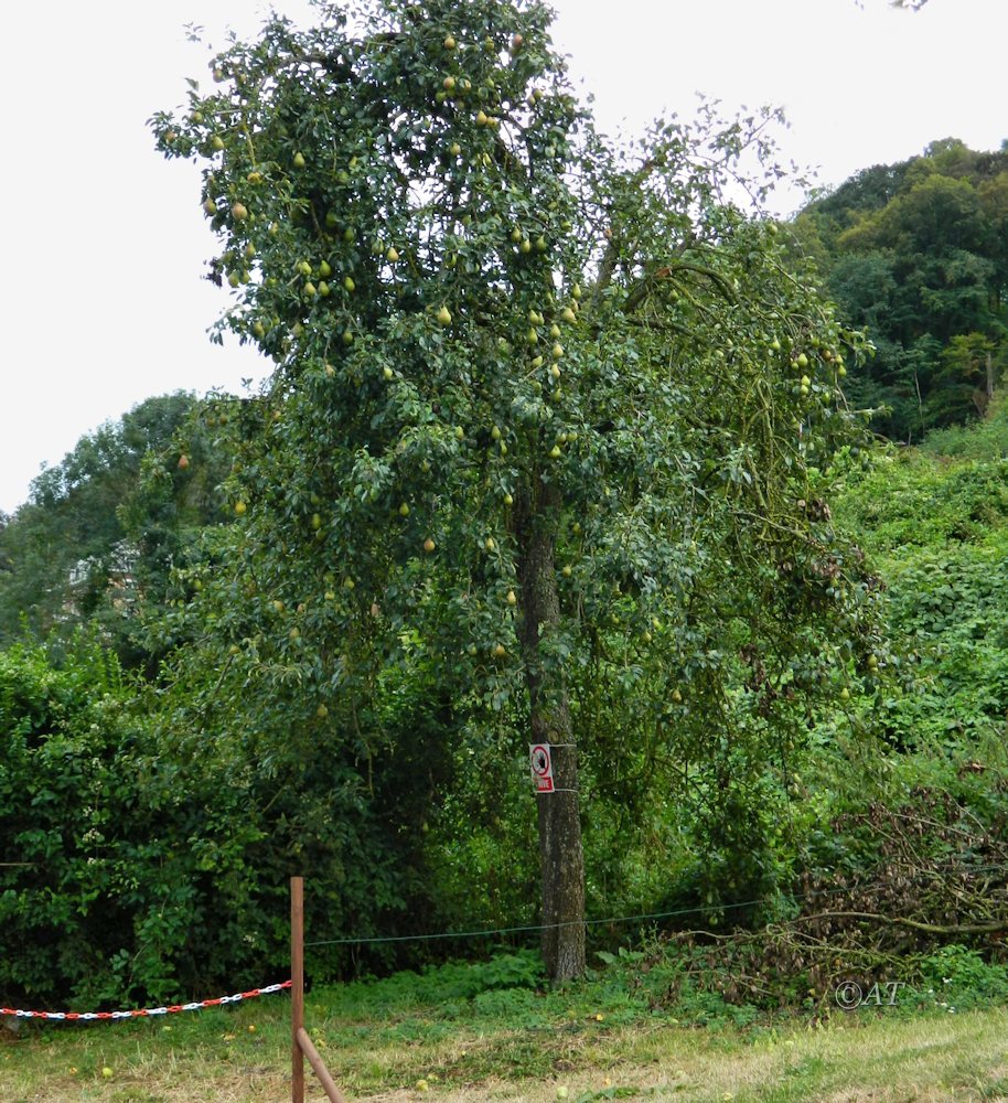 Image of Pyrus communis specimen.