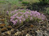 Thymus &times; dimorphus