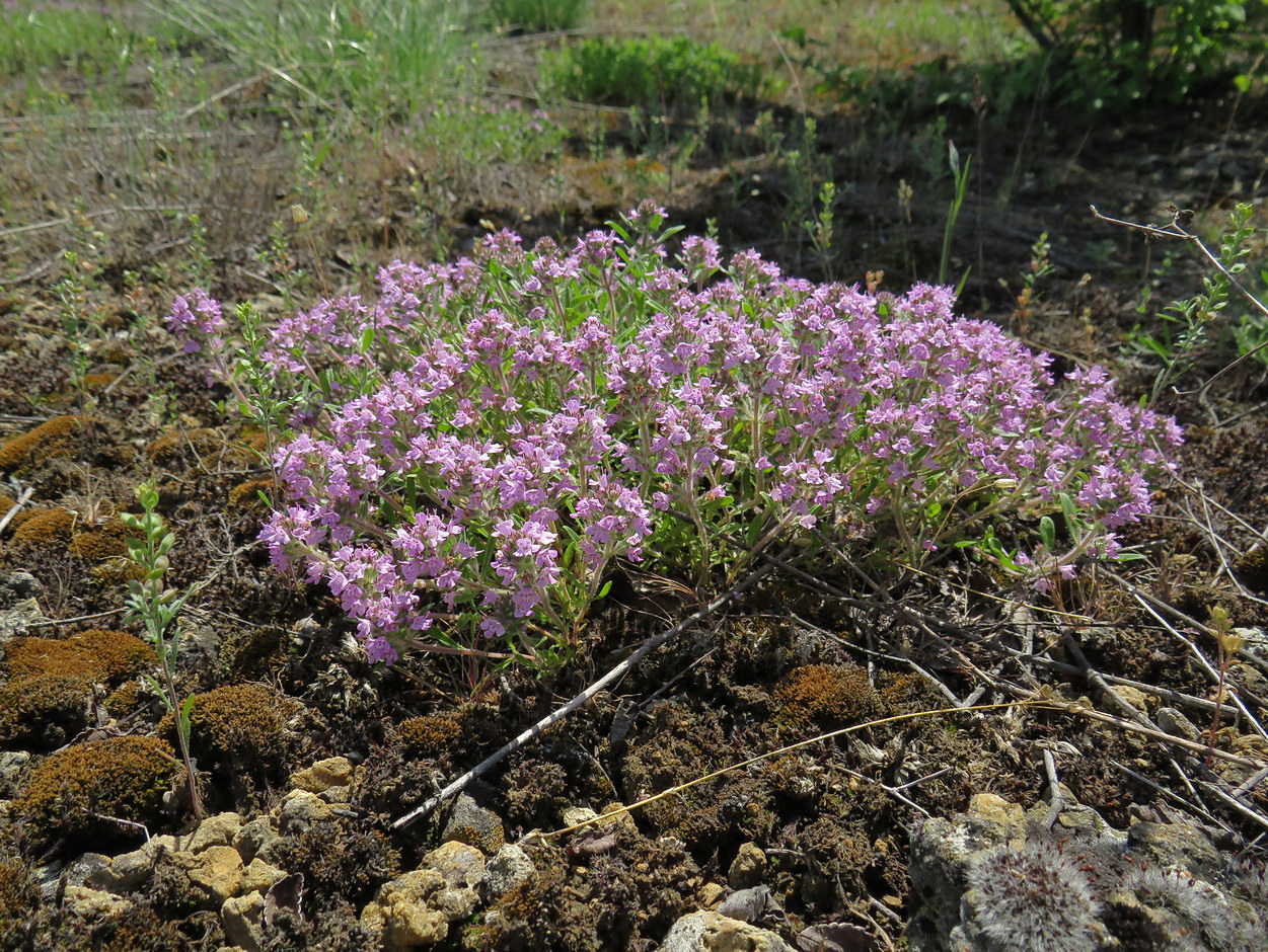 Изображение особи Thymus &times; dimorphus.