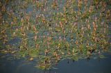 Persicaria amphibia