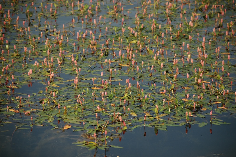 Image of Persicaria amphibia specimen.