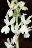 Orchis provincialis. Часть соцветия. Краснодарский край, г/о Сочи, Лазаревский р-н, окр. ж.-д. станции Чемитоквадже, склон С экспозиции, дубовый лес. 28 апреля 2021 г.