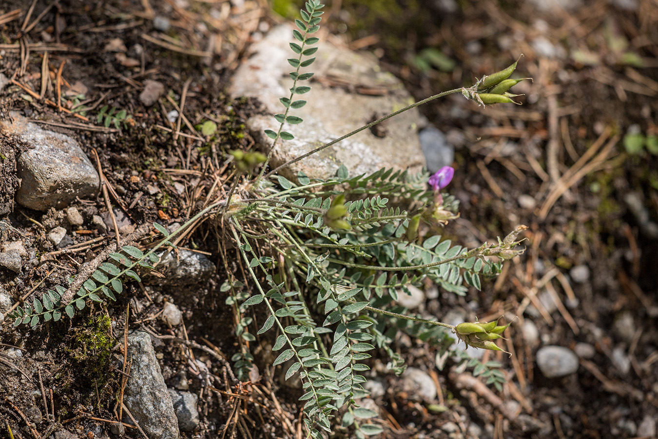 Изображение особи Oxytropis owerinii.