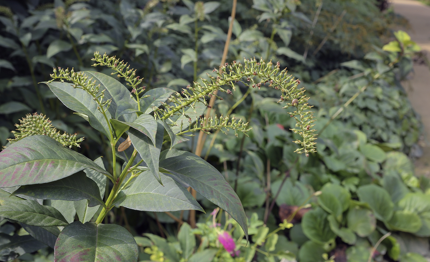 Image of Lysimachia clethroides specimen.