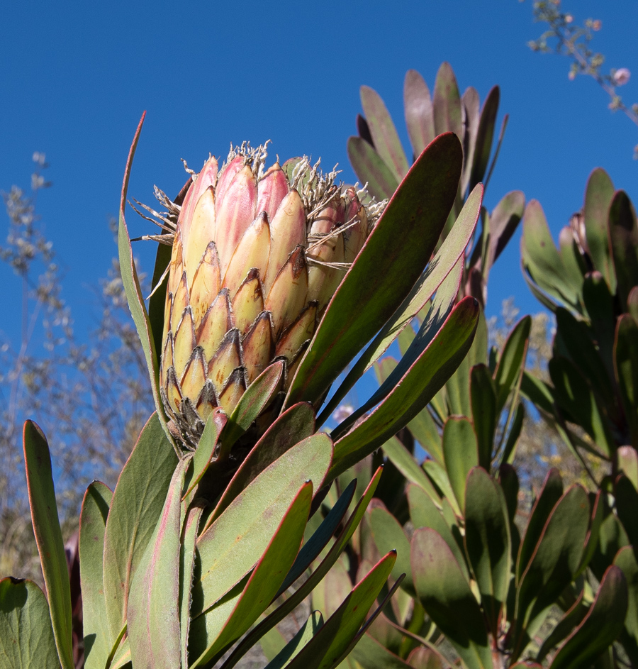 Image of Protea obtusifolia specimen.