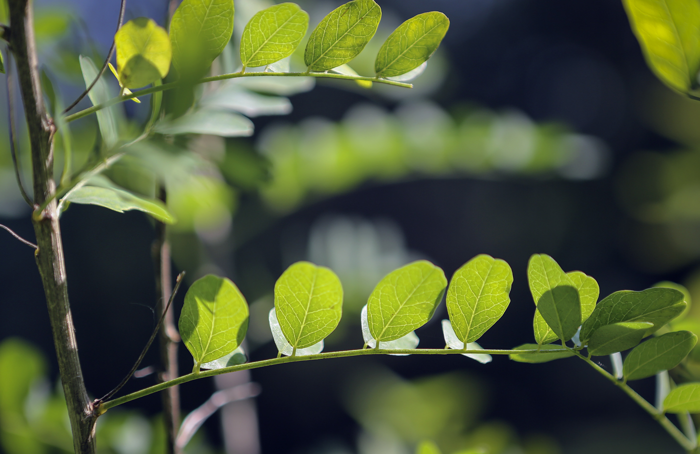 Image of Colutea arborescens specimen.