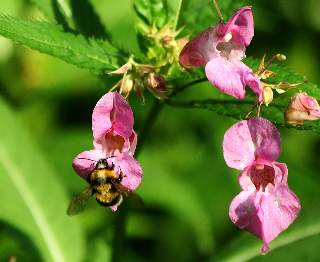 Изображение особи Impatiens glandulifera.
