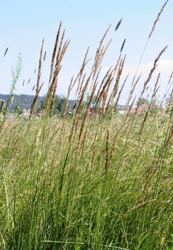 Изображение особи Calamagrostis neglecta.