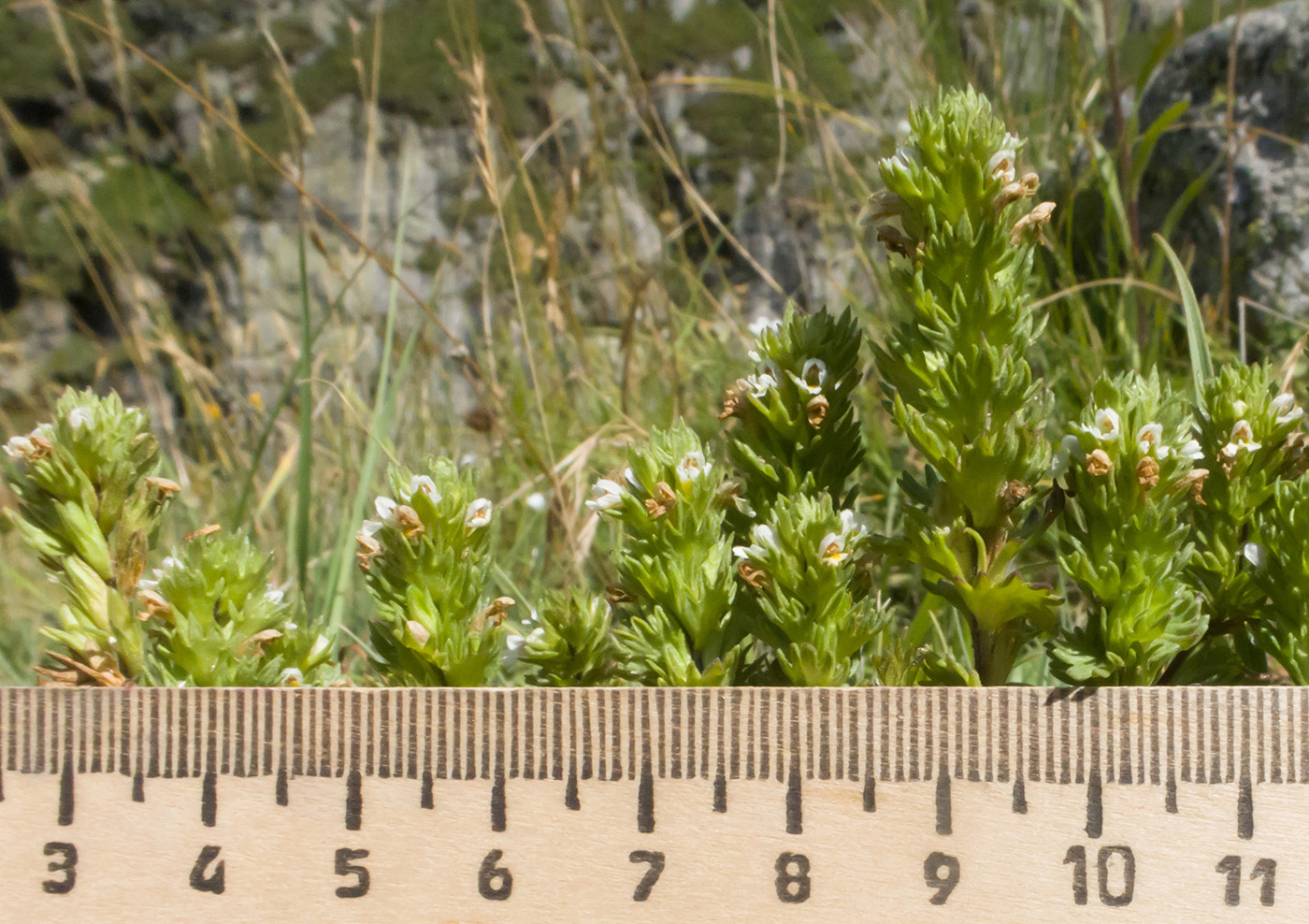 Изображение особи Euphrasia amblyodonta.