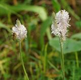 Plantago urvillei